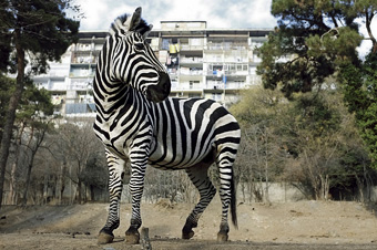 Proč má zebra pruhy? Proč má zebra pruhy?