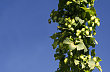 Český chmel je jedinečný vysokým obsahem aromatických látek. Může za to unikátní kombinace odrůd, půdy a klimatu.