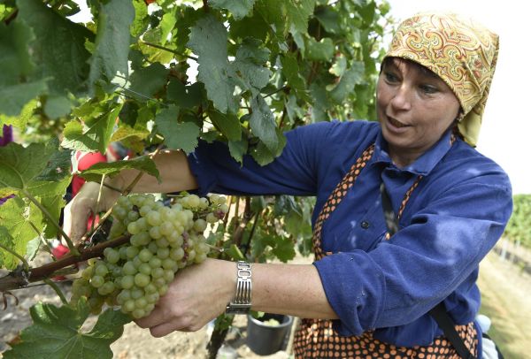 Valtice, v&iacute;no, vinobran&iacute;