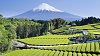 �ajov� plant�e v Japonsku, ilustra�n� foto.