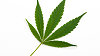 Marihuana. Ilustra�n� foto