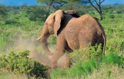 V Samburu se proh�n�j� st�da slon�