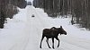 Anchorage hlásí rekordní sněhovou nadílku