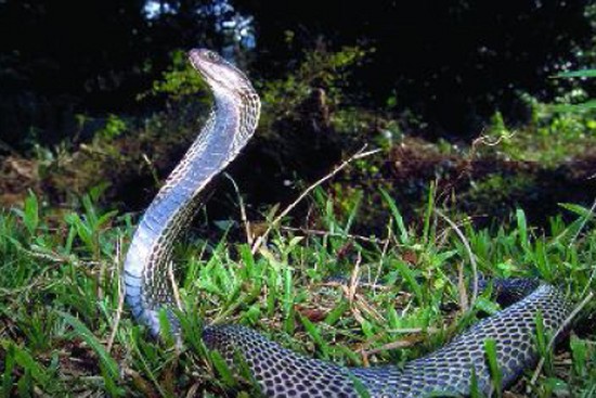 Některá z dosud neznámých zvířat objevená v deltě Mekongu.