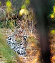 Leopard ��h� v bu�i Krugerova n�rodn�ho parku nedaleko Pafuri lodge na svou ko�ist 