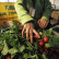 Food Bank SOS
