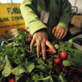 Food Bank SOS