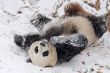 usa-kalamita_usa-snih-panda_550x367_.jpg