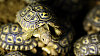 �elva pard�l�