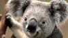 koala šedivá s velkým nosem Koala