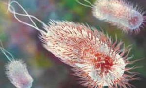 bakterie E.coli