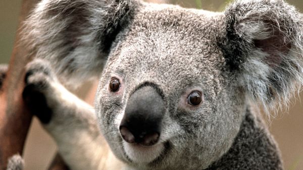koala šedivá s velkým nosem Koala