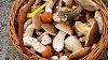 Podle aktu�ln�ch zpr�v houby st�le je�t� rostou.