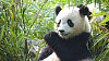 PANDA VELK�