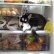 Dog in the Fridge