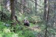 Vysoké Tatry, medvěd Vysoké Tatry, medvěd