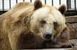 Zoo Ohrada v Hlubok� nad Vltavou byla poprv� otev�ena pro ve�ejnost 1. kv�tna 1939.