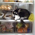 Dog in the Fridge