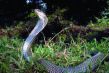 N�kter� z dosud nezn�m�ch zv��at objeven� v delt� Mekongu.