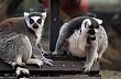Levn�j�� motorovou naftu by pro sv�j provoz m�la z�skat i Zoologick� zahrada Ostrava.
