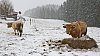 Na Hr�av� m�val kr�vu ka�d�, dnes tu �ije jen p�r kus�.