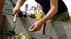 Guerilla gardening