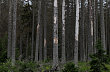 Šumava