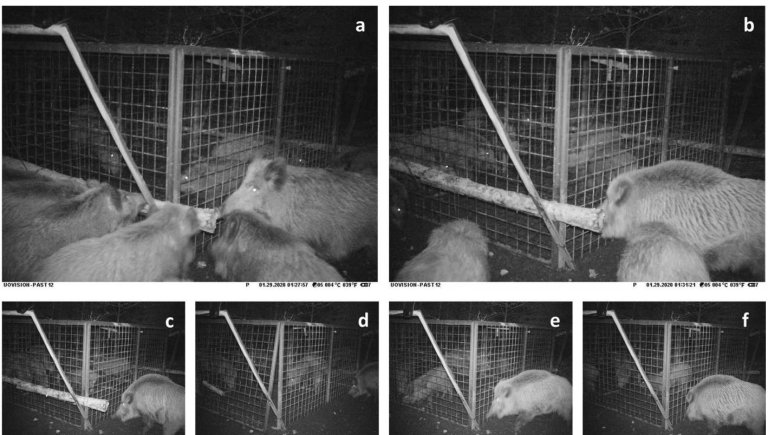 Bachyn zachrauje jin divok prasata uvznn v kleci. Udlost byla zachycena 29. ledna 2020 fotopast.