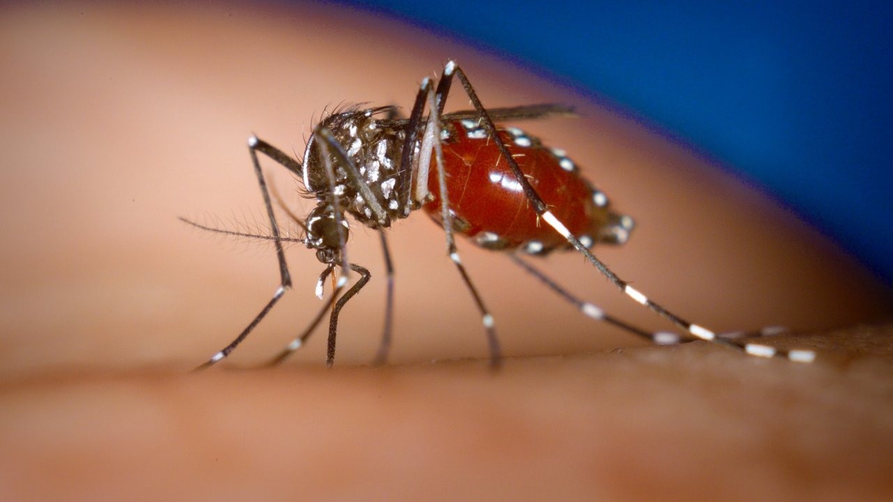 Komr rodu Aedes albopictus - Penae malrie