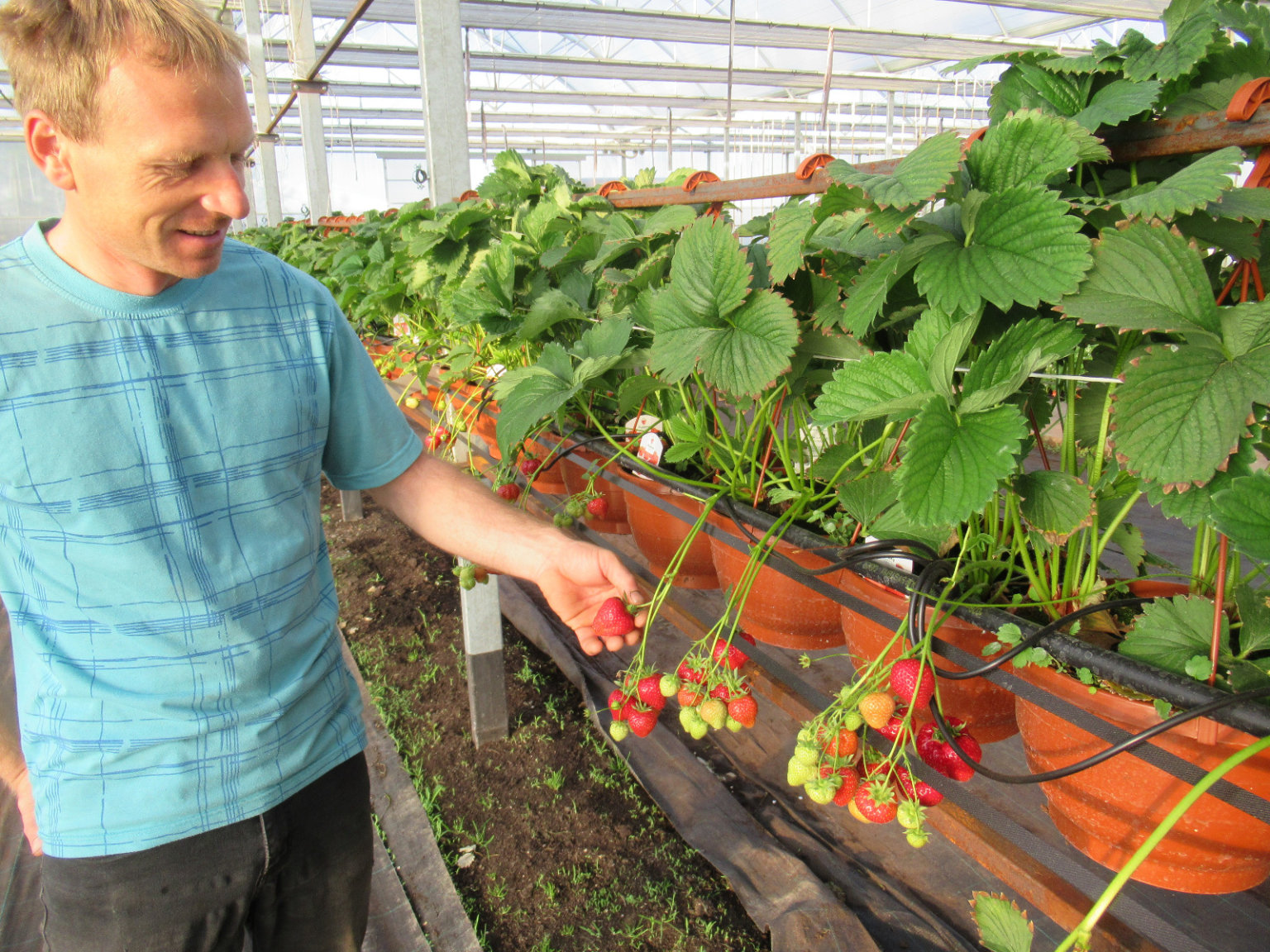 Komer�n� �l�nek