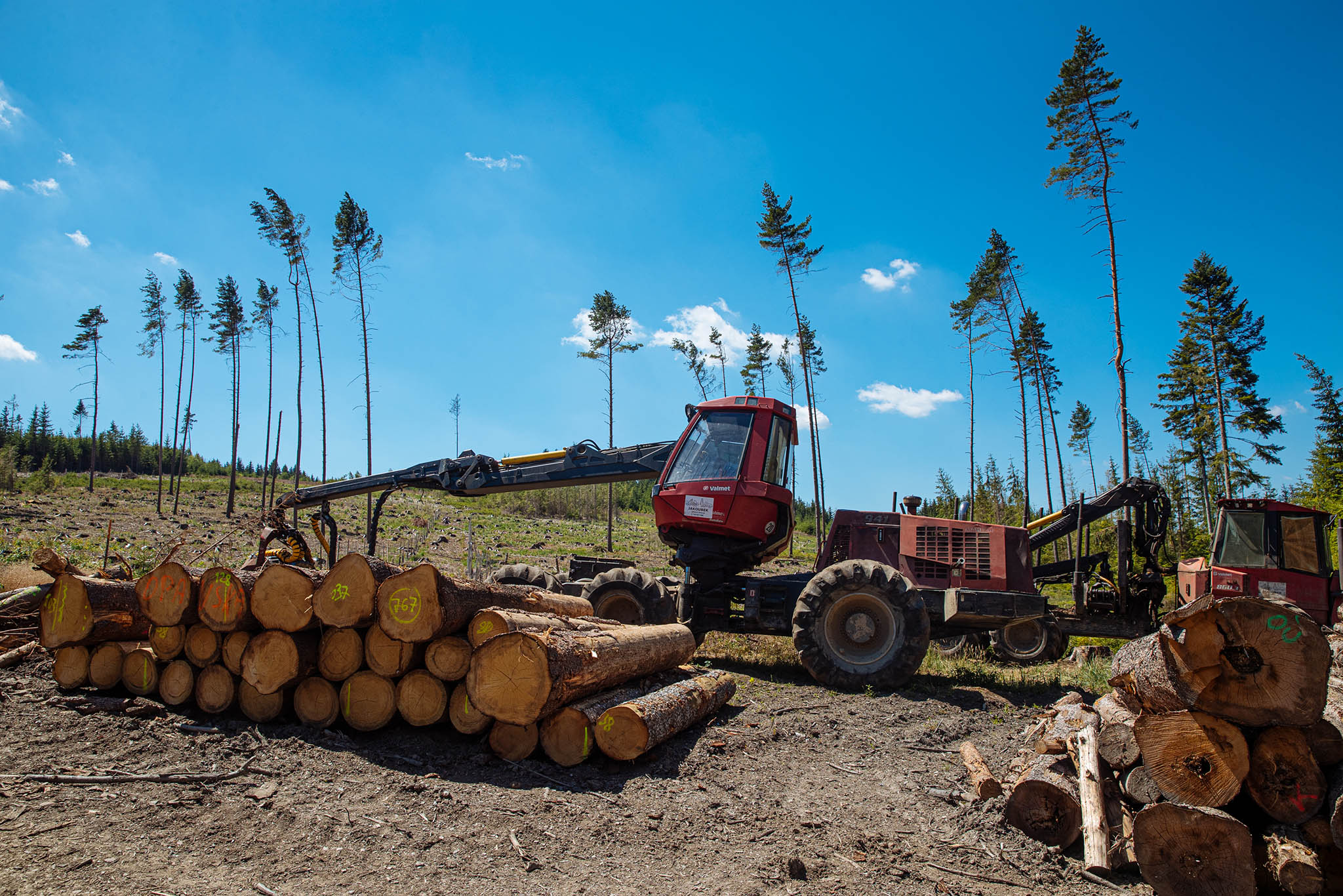Kvůli nejrozsáhlejší kůrovcové kalamitě v historii je na trhu přebytek dřeva.