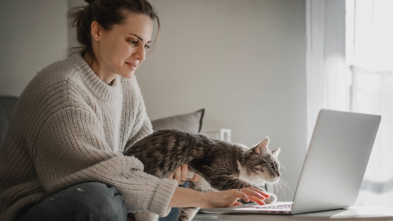 Beautiful cheerful young woman with cute gray cat working on laptop while sitting on sofa