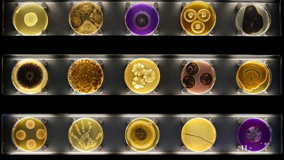 Mikrobi v Petriho miskch