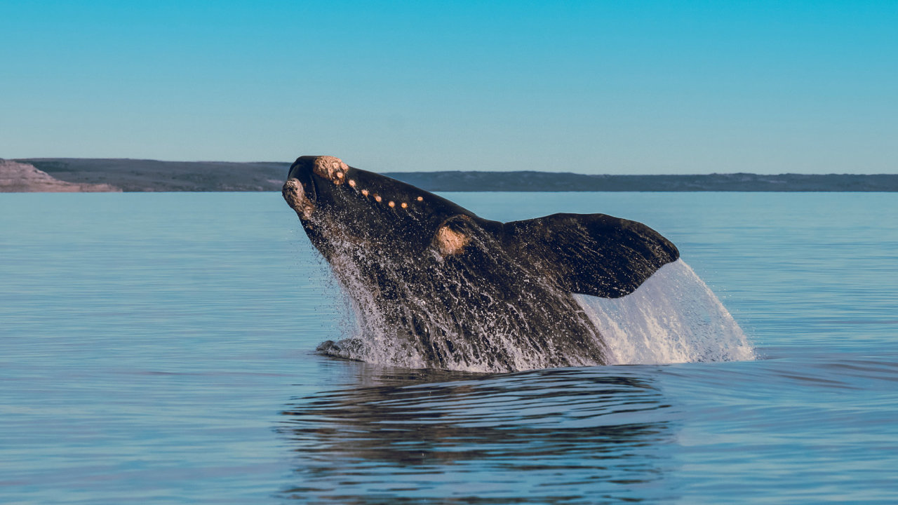 Southern right whale (Eubalaena australis), velryba