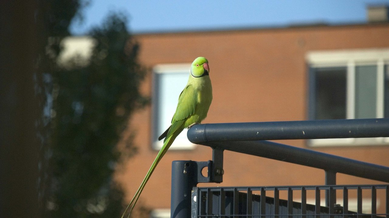 papouek Psittacula krameri, Amsterdam