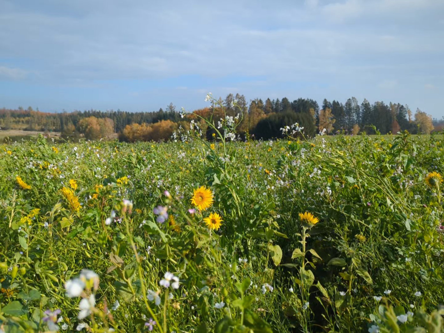 Dky meziplodinm se trnm plodinm da lpe.