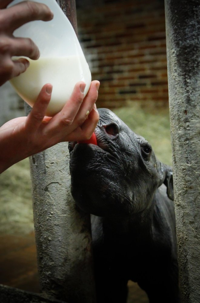 Samice Jasiri ze ZOO Dvůr Králové