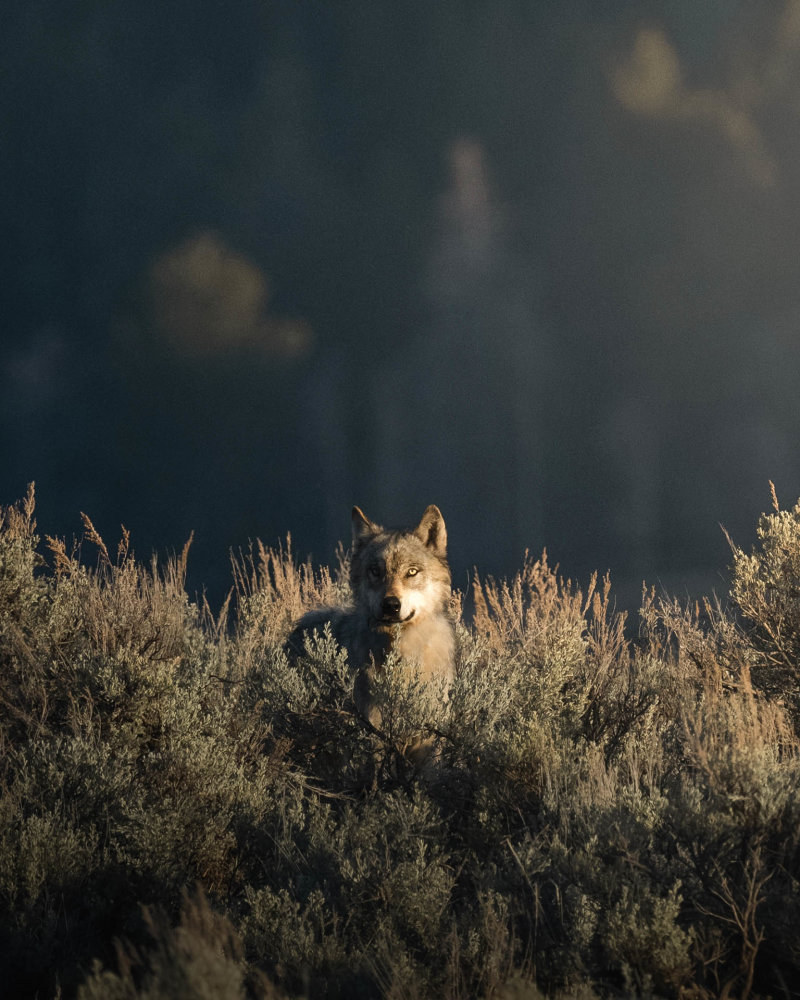 Až budete novými brýlemi poutat pozornost svých přátel, vyprávějte jim i o nespoutané krajině Yellowstonu.