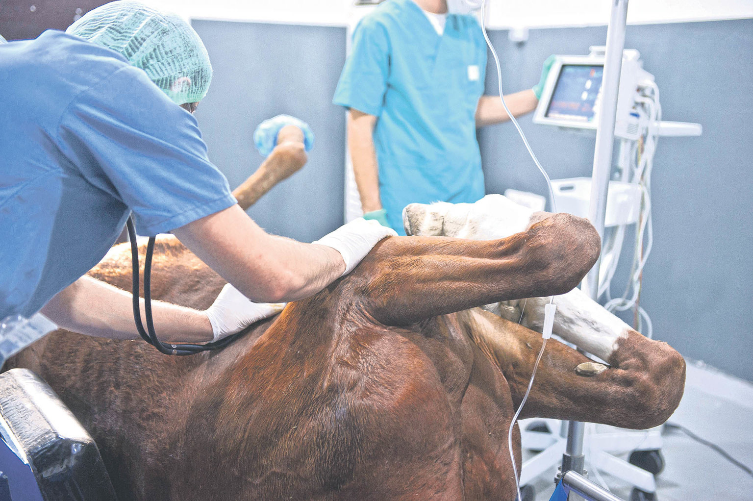 Chirurgická léèba koní je finanènì nároèná. Mùže dosahovat až statisícových èástek.