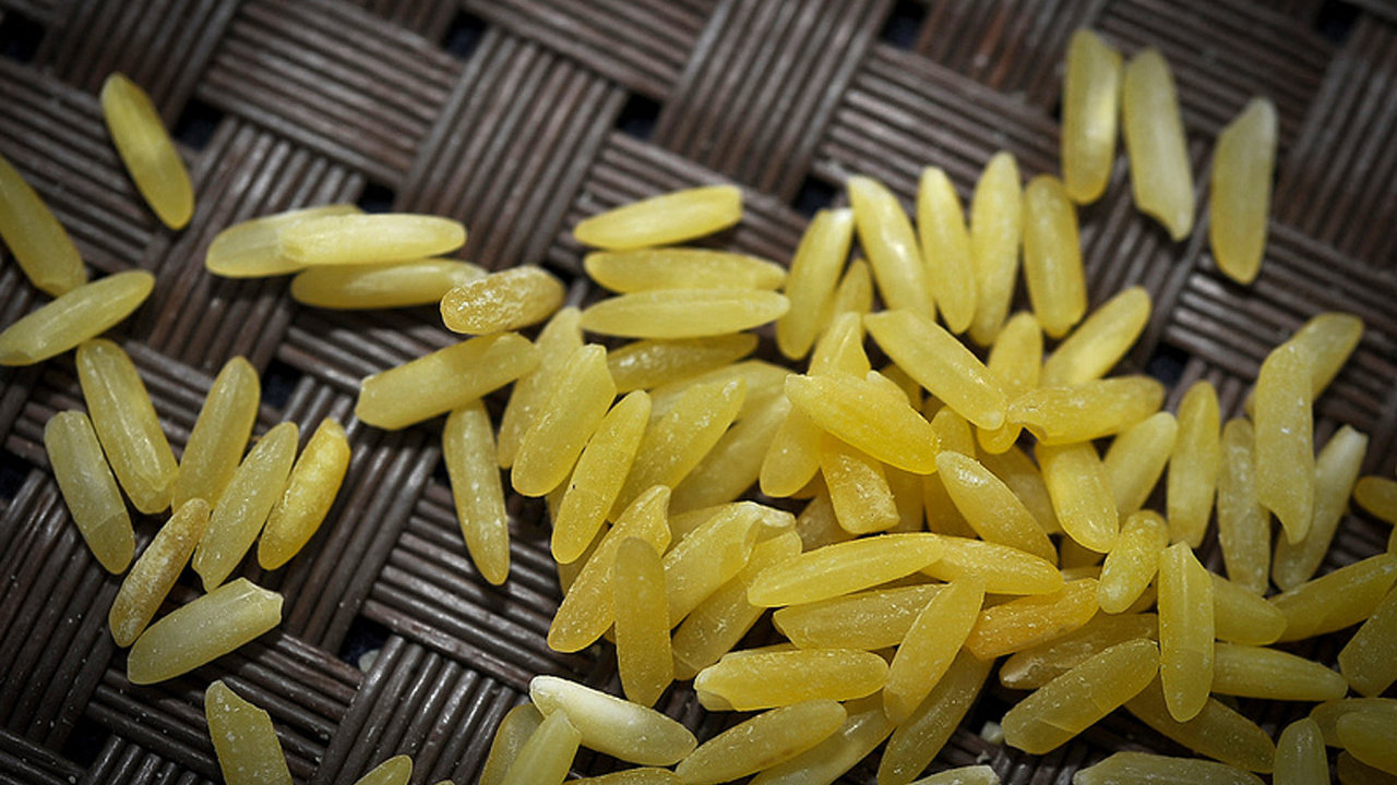 Zlatá rýže – geneticky modifikovaná (GM) rýže obohacená o provitamin A
