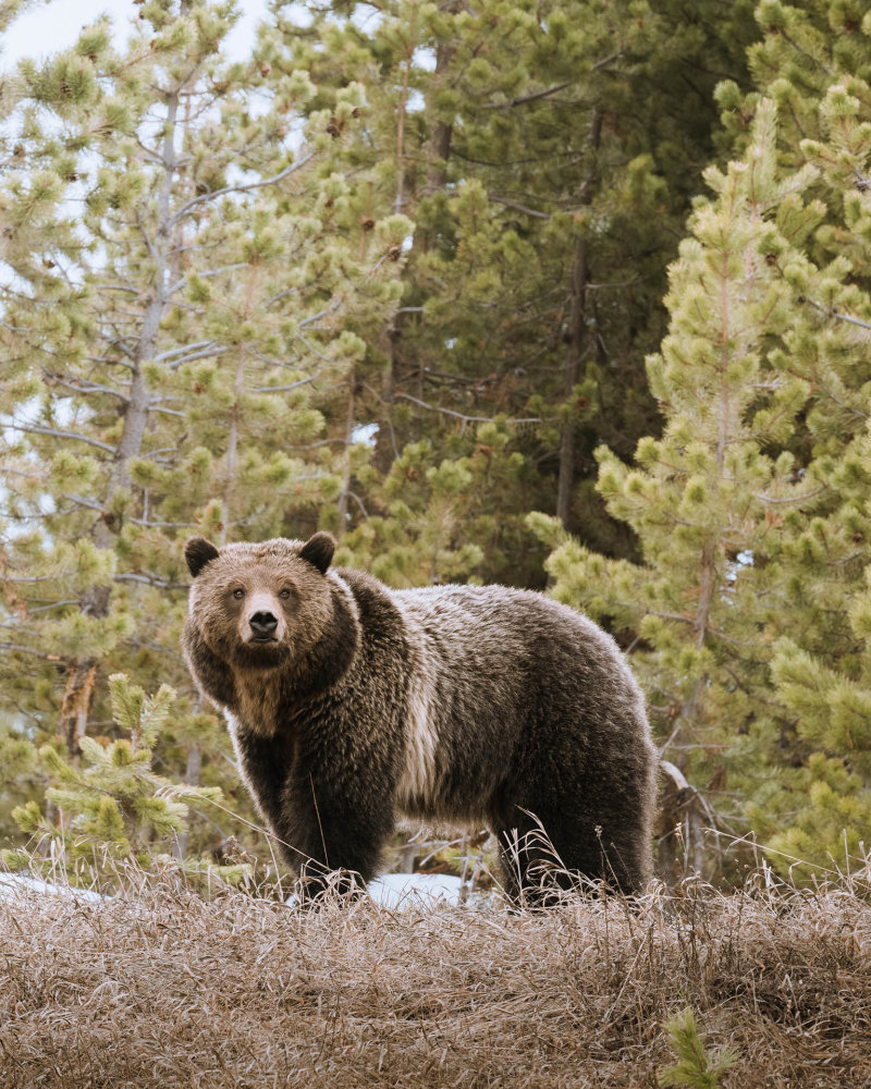 Až budete novými brýlemi poutat pozornost svých přátel, vyprávějte jim i o nespoutané krajině Yellowstonu.