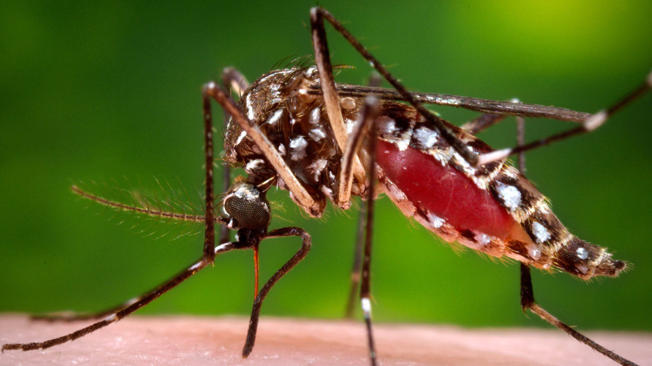 Boj s virem zika, kter v Latinsk Americe rozn komr rodu Aedes aegipti.