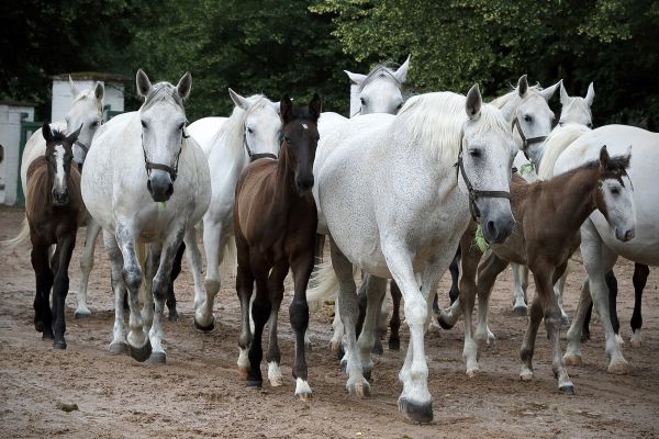 N&aacute;rodn&iacute; h�eb�&iacute;n Kladruby nad Labem.