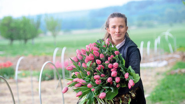 Náruč tulipánů. Jejich letošní sezona byla krátká. Vykvetly během jediného týdne. Ty, které drží v náručí Karol Benešová, jsou už vlastně na odpis.