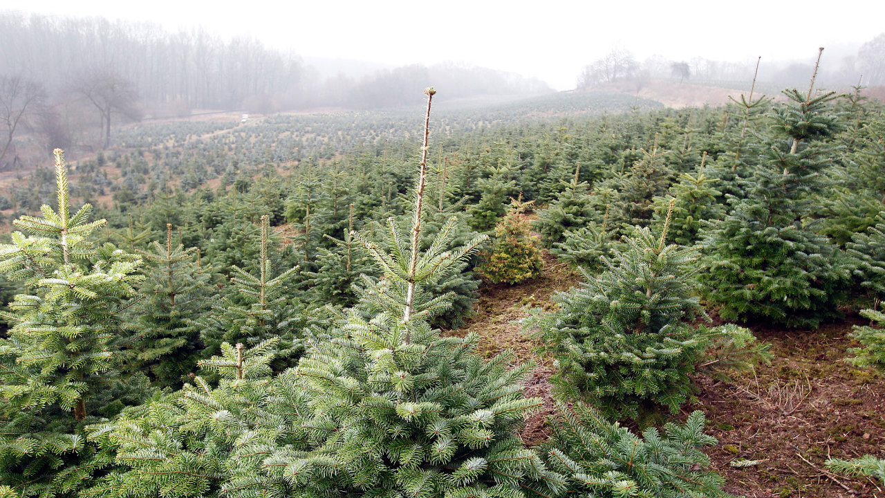 Plantáž vánoèních stromkù