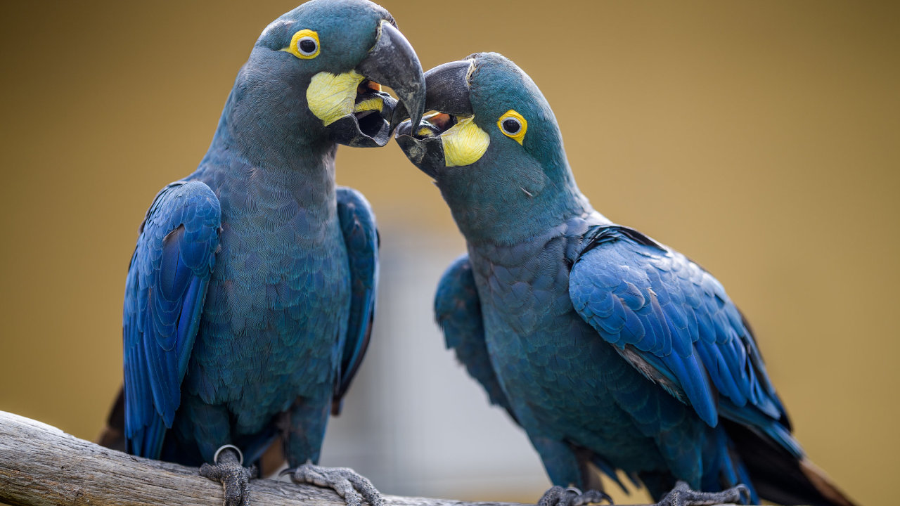 Místo v&nbsp;tašce z&nbsp;Lidlu přinesl jídlo v&nbsp;tašce z&nbsp;Billy. Papoušek si do rána vyškubal peří