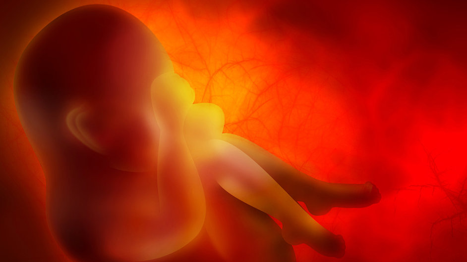 Lidsk embryo v tle matky - ilustran foto