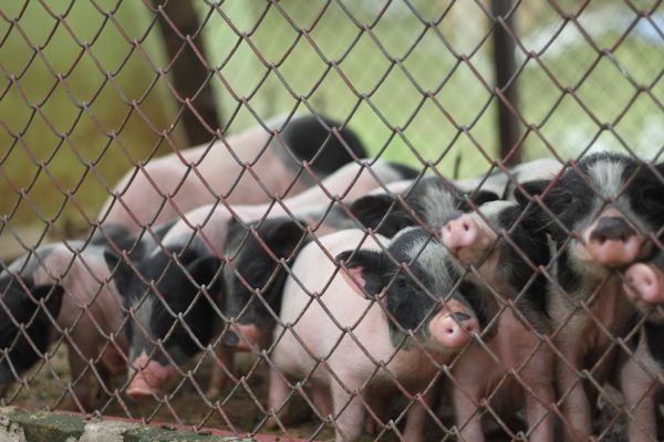 Trpasli�&iacute; pras&aacute;tka, prase, Zl&iacute;nsko, prasata, dom&aacute;c&iacute;, mazl&iacute;�ek