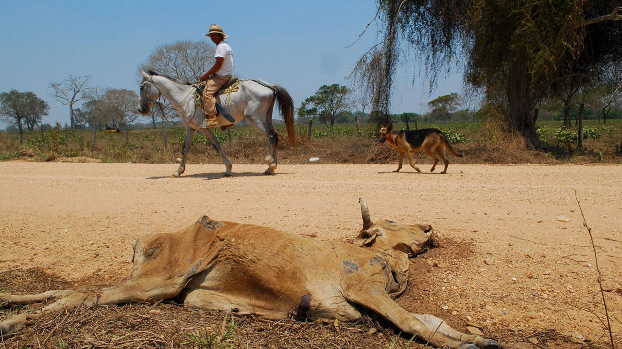 Krvy umraj hlady. Vtinu pastvin na severu Mexika zdevastovala sucha.