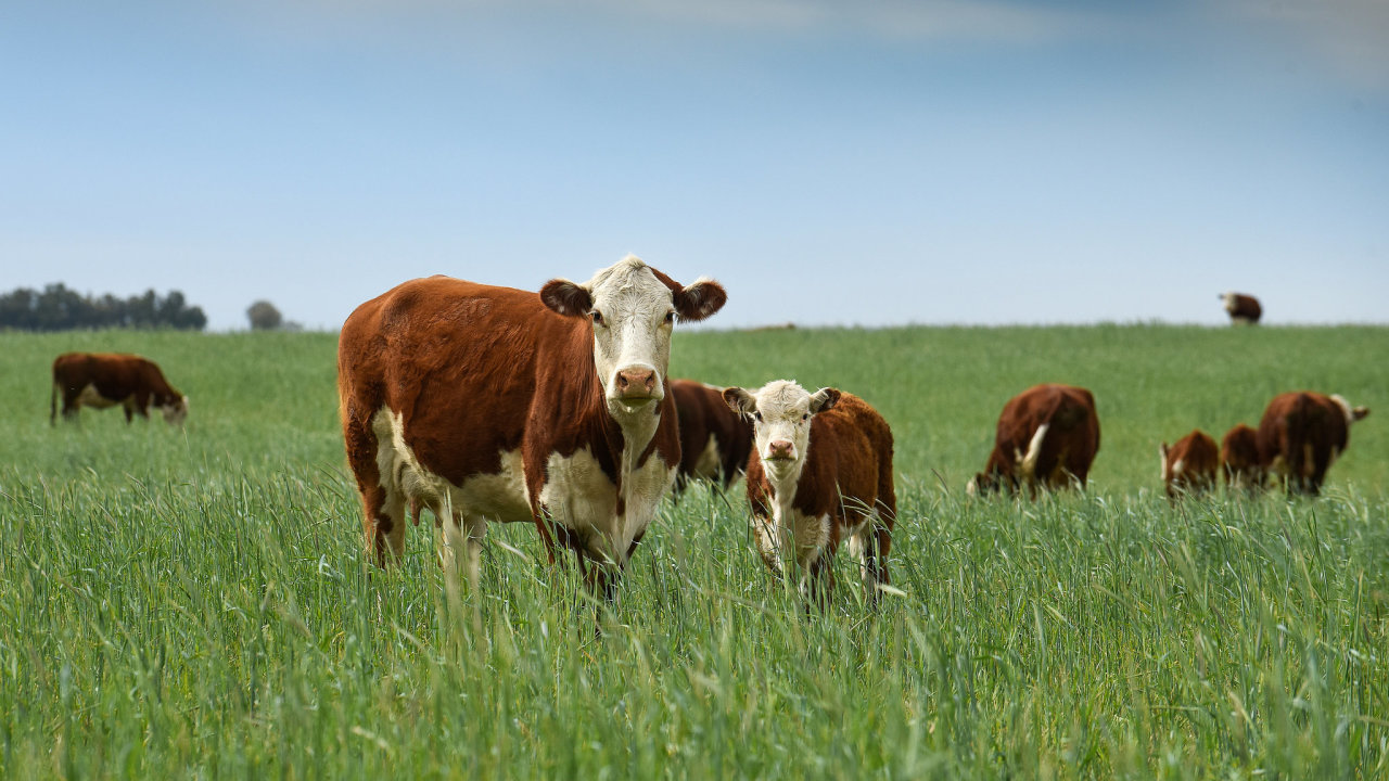 krávy, pastva, La Pampa Province,Patagonia, Argentina